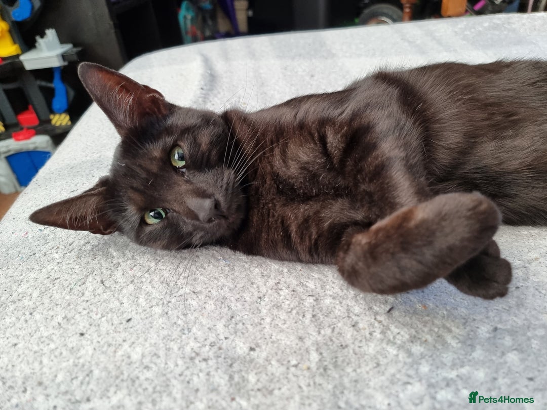 Bengal cats for sale: Black bengal - Image 1