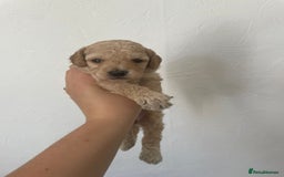 Cockapoo dogs for sale: ⭐️⭐️7 gorgeous toy cockapoo pups F1b ⭐️⭐️🧸 - Image 4