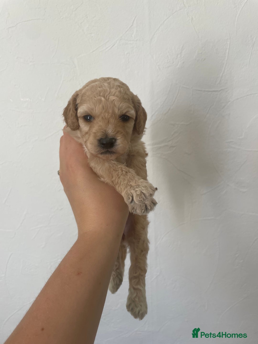 Cockapoo dogs for sale: ⭐️⭐️7 gorgeous toy cockapoo pups F1b ⭐️⭐️🧸 - Image 4