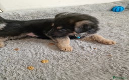 German Shepherd dogs for sale: German Shepherd Puppies  for sale. - Image 6