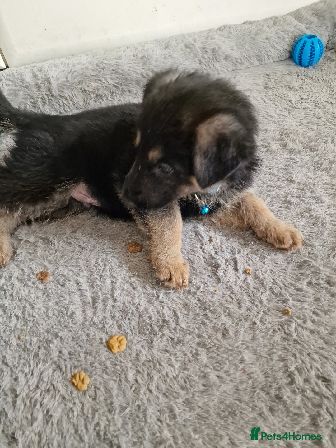 German Shepherd dogs for sale: German Shepherd Puppies  for sale. - Image 6