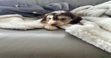 Cockapoo dogs - Advert 10