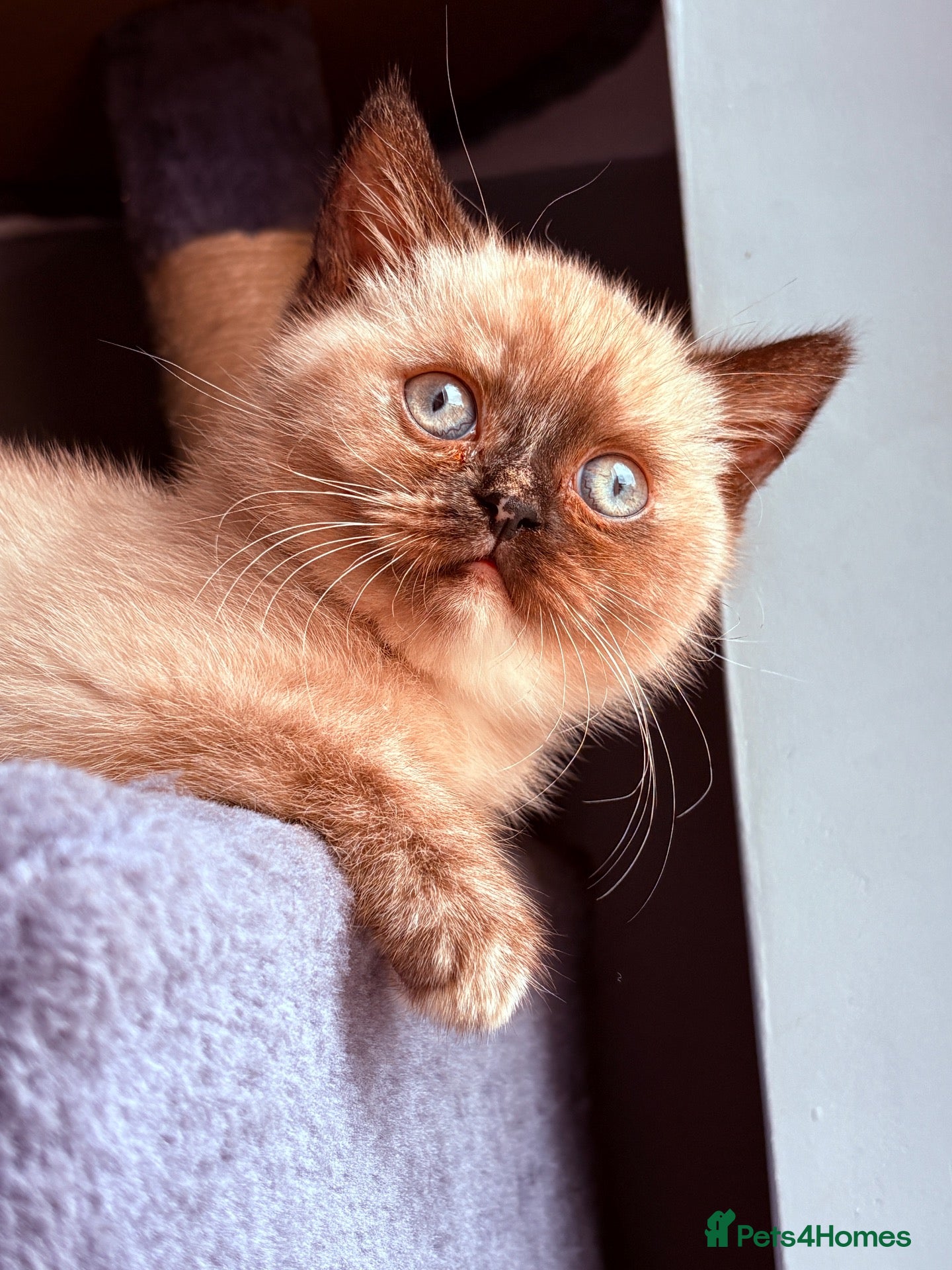 British Shorthair cats 🌟GCCF BSH Kittens Beautiful Variety of Colours 🌟 - Advert 2
