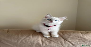 Ragdoll cats - Advert 1