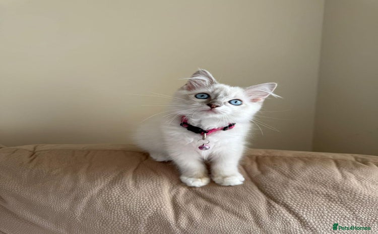 Ragdoll cats - Advert 4