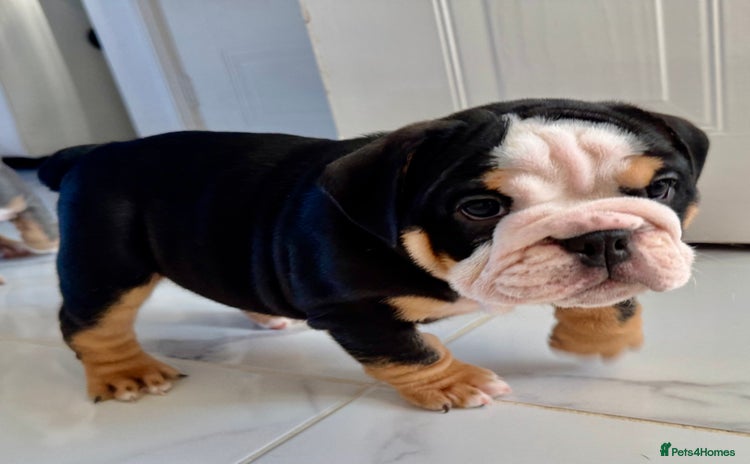 English Bulldog dogs - Advert 1