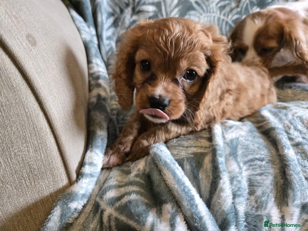 Cavapoo dogs for sale: 3 Red Cavapoo pups for sale - Image 3