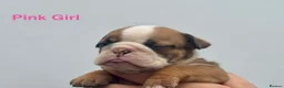 English Bulldog dogs for sale: Ready to leave this weekend  - Advert 29