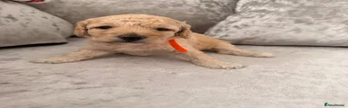 Cockapoo 3