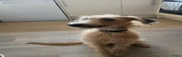 Mixed Breed dogs for sale: F1 bedlington whippet just turned 1yeat old - Advert 2