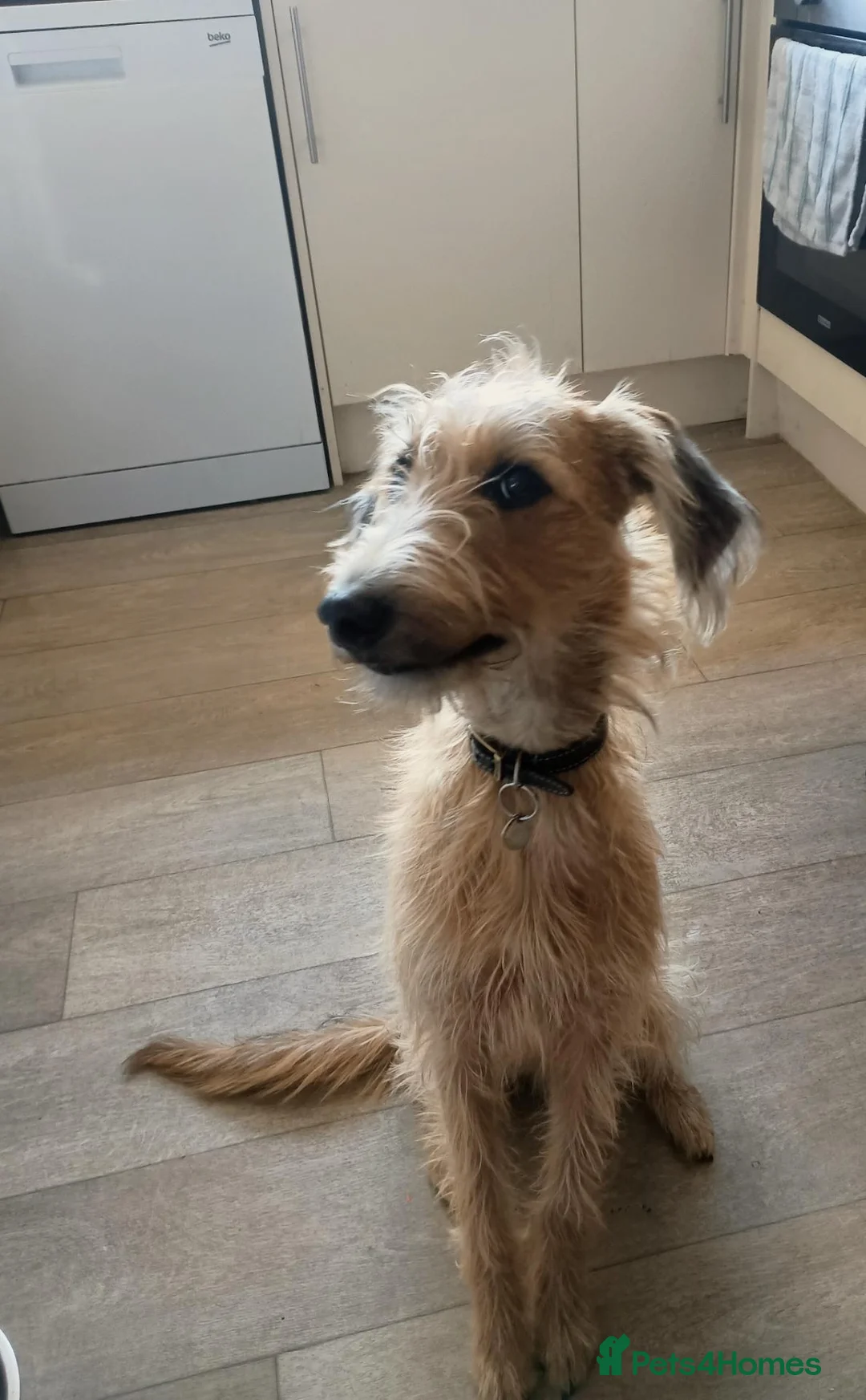Mixed Breed dogs for sale: F1 bedlington whippet just turned 1yeat old - Advert 2