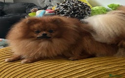 Pomeranian dogs for sale: Kc reg boy PET HOME ONLY  - Image 1