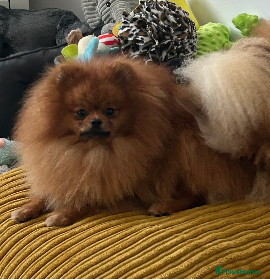 Pomeranian dogs for sale: Kc reg boy PET HOME ONLY  - Image 1