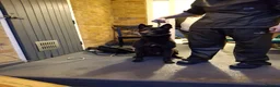 German Shepherd dogs for sale: EXCELLENT SHEPHERD PUPPIES  - Advert 3