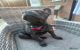 French Bulldog dogs for sale: Adorable French Bulldog Puppy – KC Registered  - Image 2