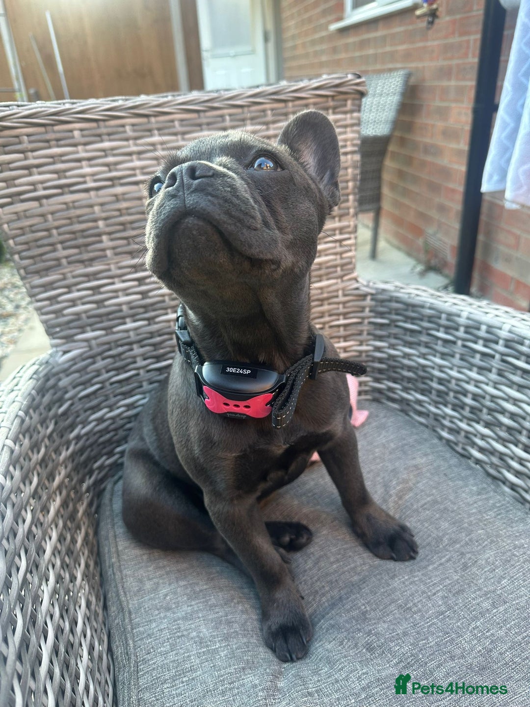 French Bulldog dogs for sale: Adorable French Bulldog Puppy – KC Registered  - Image 2