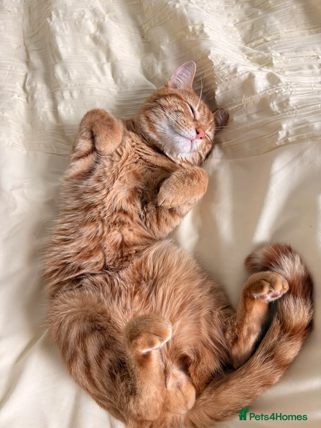 Mixed Breed cats for sale: Oaklyn and milo  - Advert 8