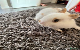 Dwarf Hotot rabbits for sale: Bunnies  in Newark - Image 9