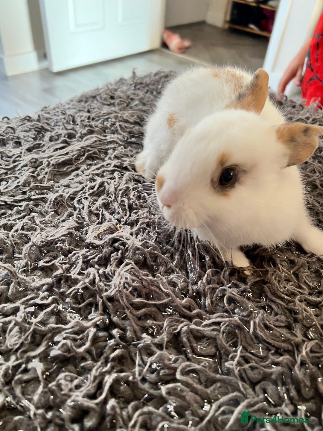 Dwarf Hotot rabbits for sale: Bunnies  in Newark - Image 9