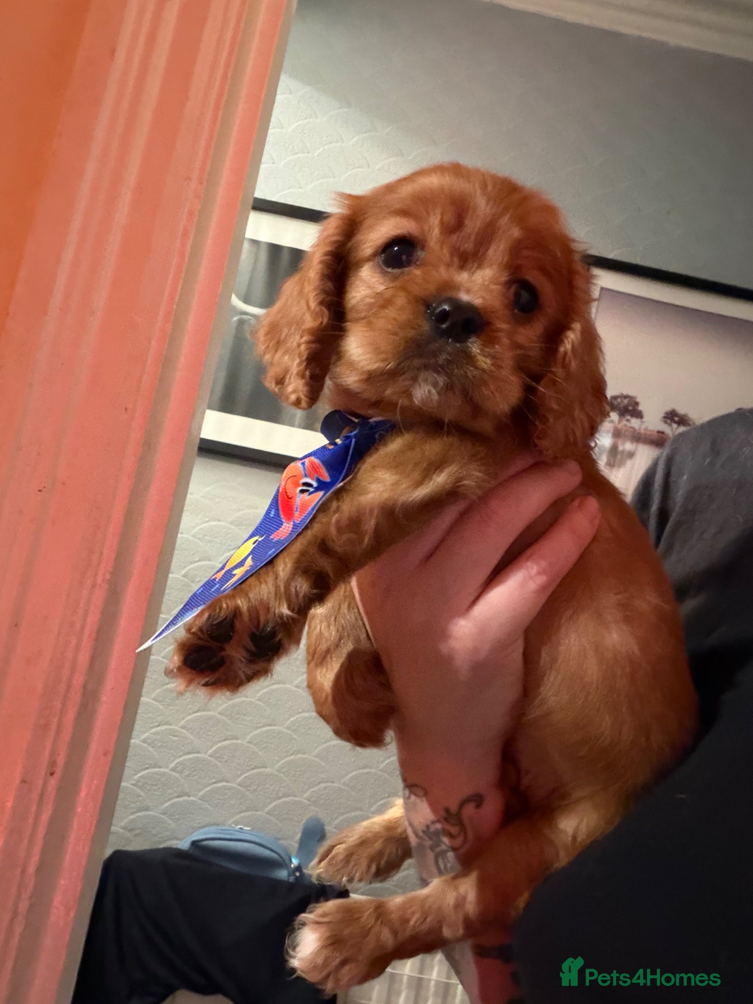 Cavalier King Charles Spaniel dogs Beautiful King Charles spaniels boys - Advert 2