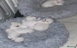 Ragdoll cats for sale: Blue mitted and bicolour ragdolls - Image 26
