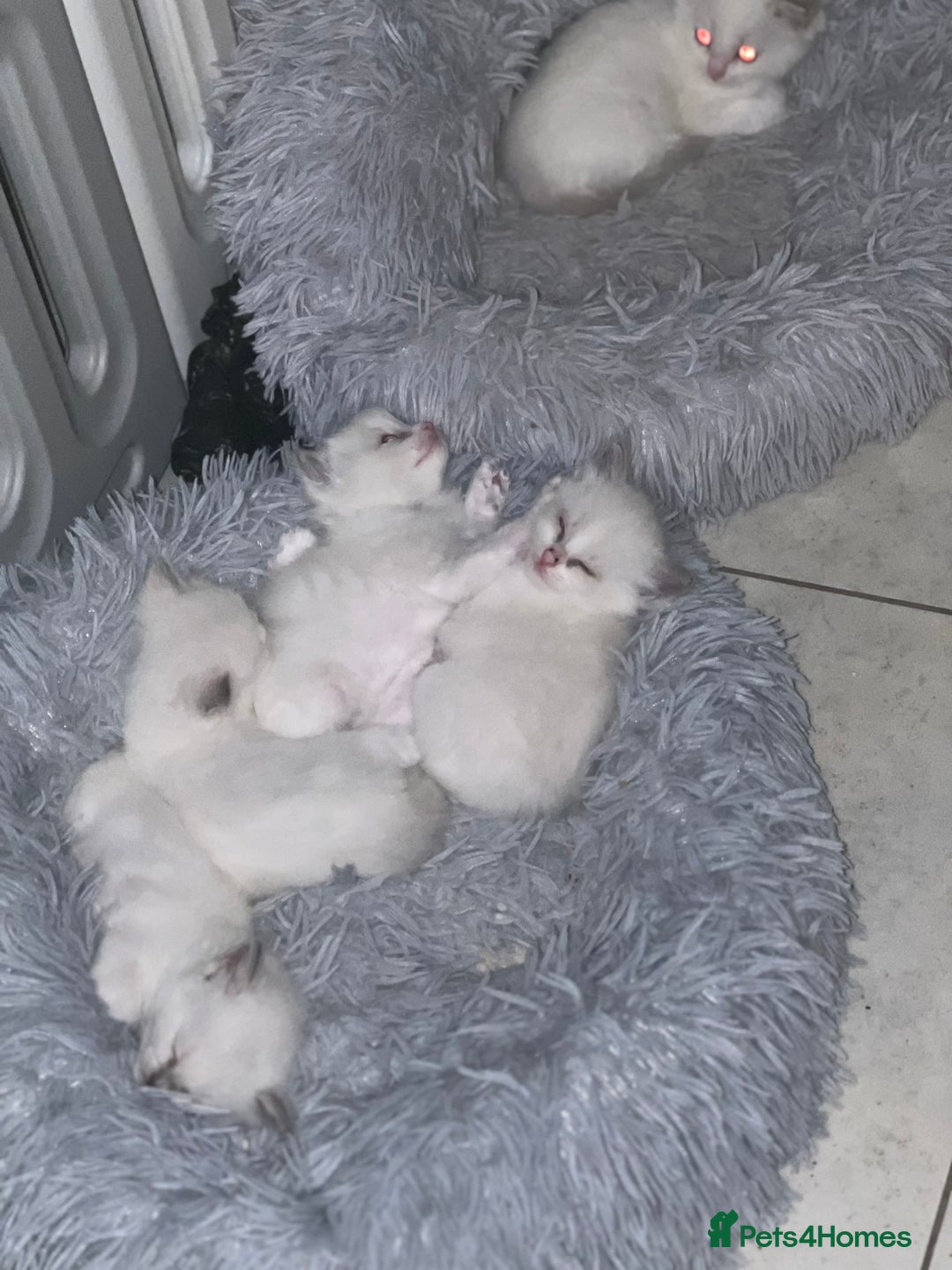 Ragdoll cats for sale: Blue mitted and bicolour ragdolls - Image 26