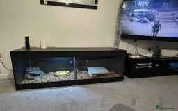Python Snake reptiles for sale: Royal Python Three Years Old - Image 7