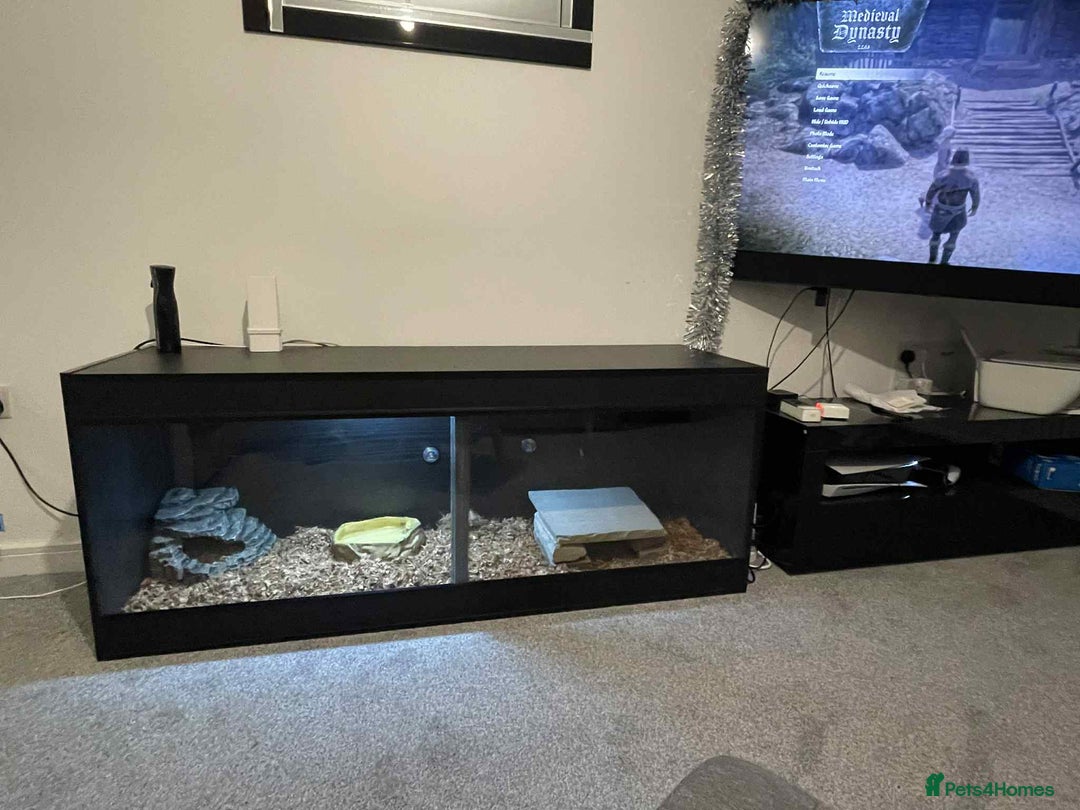 Python Snake reptiles for sale: Royal Python Three Years Old - Image 7