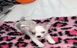Chihuahua dogs for sale: ONE MALE LEFT READY FROM 3rd September - Image 1