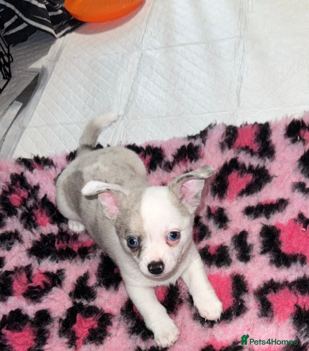 Chihuahua dogs for sale: ONE MALE LEFT READY FROM 3rd September - Image 1