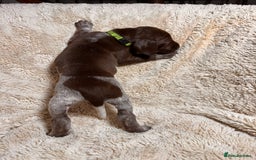 German Shorthaired Pointer dogs for sale: German Shorthaired Pointer Puppies - Leeds - Advert 18