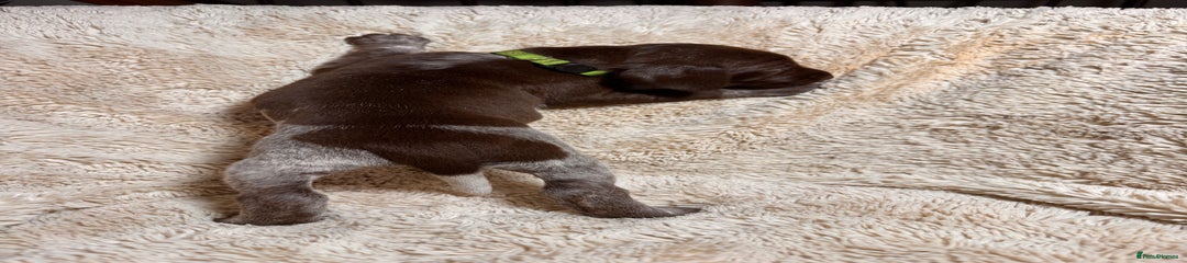 German Shorthaired Pointer Puppy 3