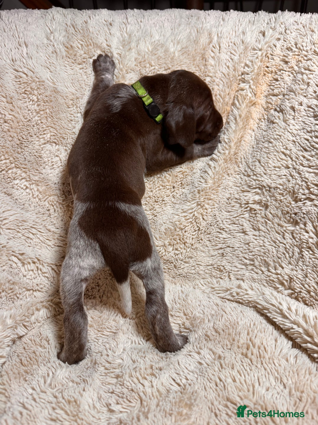 German Shorthaired Pointer dogs for sale: German Shorthaired Pointer Puppies - Leeds - Advert 18