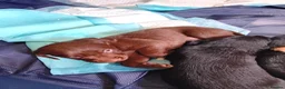 Cockerdor dogs for sale: ******Stunning cockedors****** - Advert 11