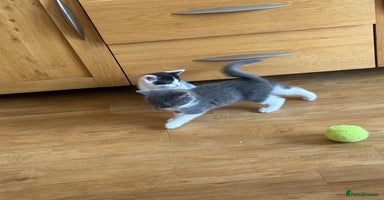 Mixed Breed cats - Advert 2