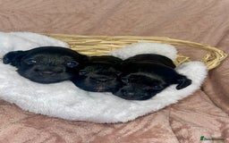 Cavapoo dogs for sale: Beautiful F1 Cavapoos  - Advert 7