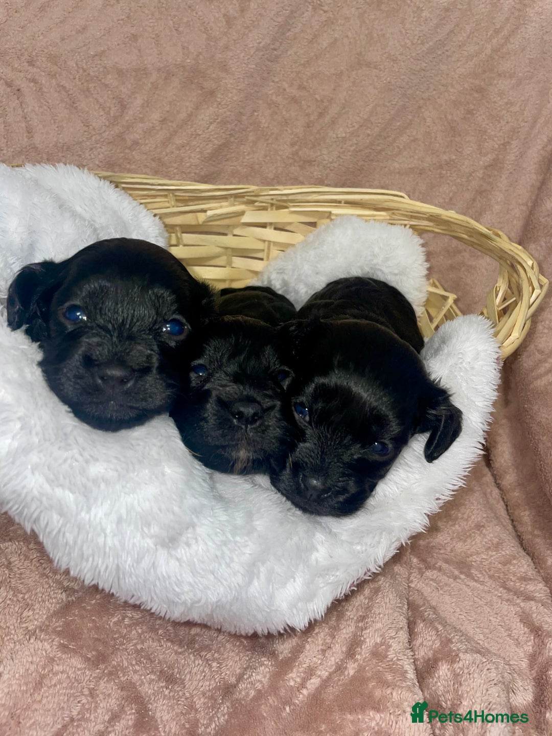 Cavapoo dogs for sale: Beautiful F1 Cavapoos  - Advert 7