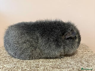 Guinea Pig rodents Rex & Teddy Sow Guinea Pigs - Advert 1