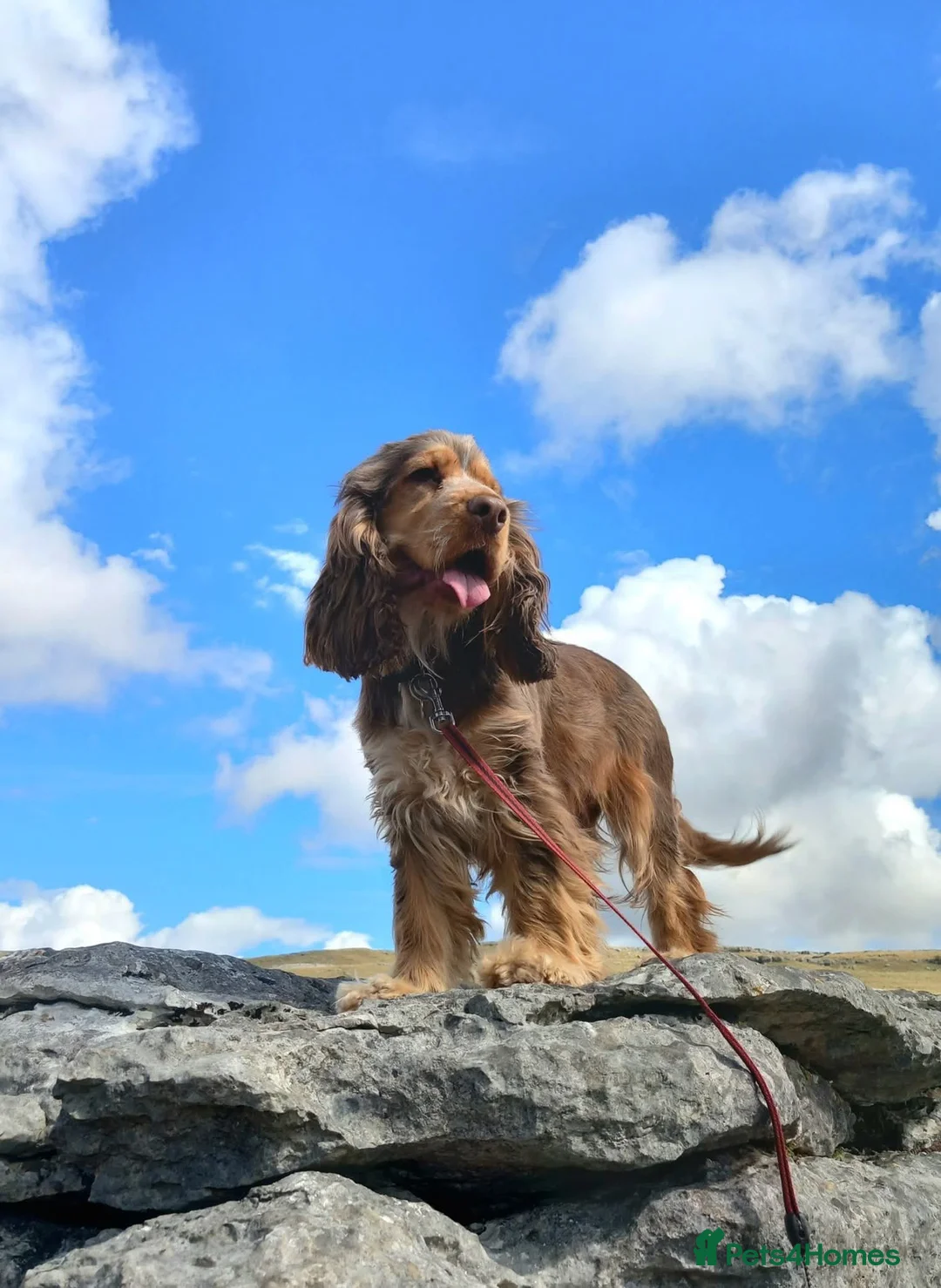 Cocker Spaniel dogs for sale: Stunning Show Cocker Spaniel puppies DNA tested - Advert 2