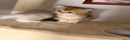 Scottish Fold cats for sale: Scottish straight kittens  - Advert 14