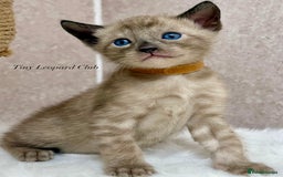 Bengal cats for sale: International Championship, Full Pedigree Bengals - Image 4