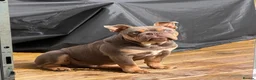 English Bulldog dogs for sale: Winston  in Motherwell - Advert 2