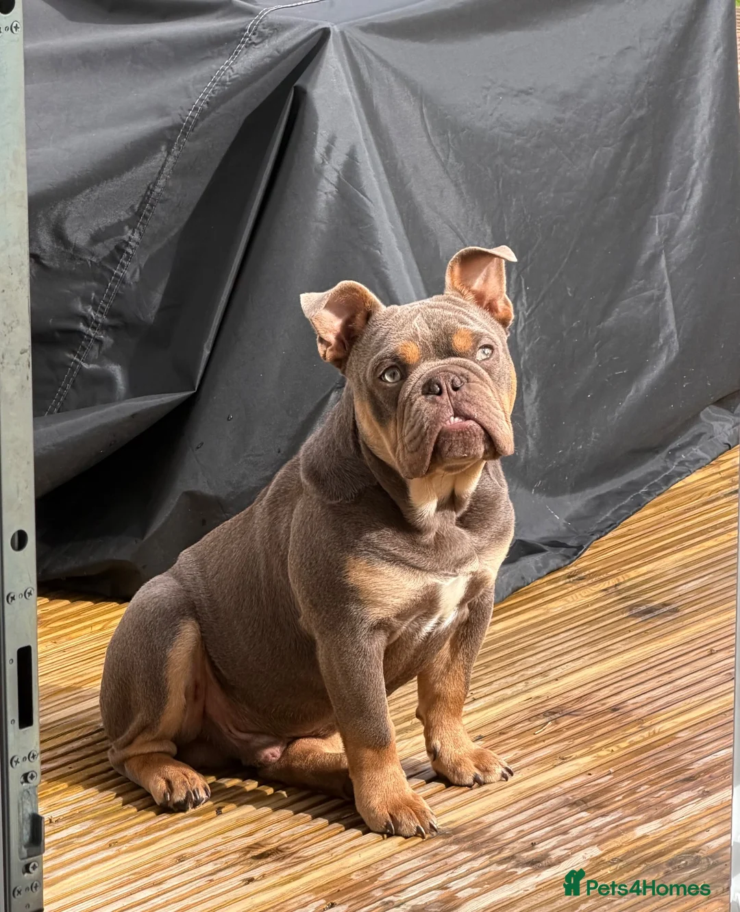 English Bulldog dogs for sale: Winston  in Motherwell - Advert 2