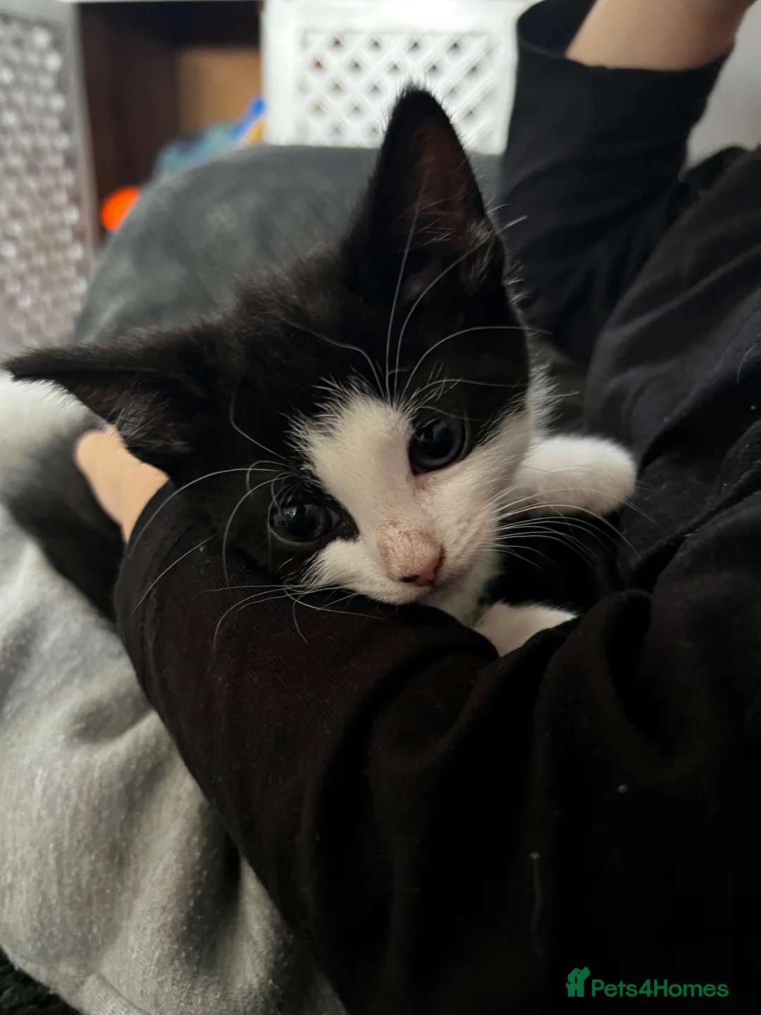 Mixed Breed cats for sale: 1 kitten  in Leicester - Advert 3