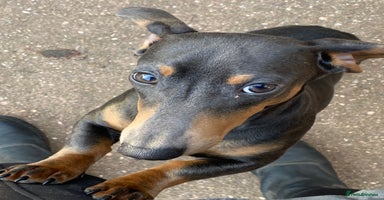 Miniature Dachshund dogs KC miniature Dachshund  - Advert 16