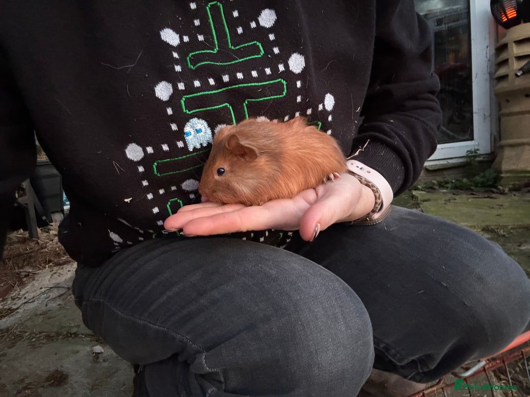 Guinea Pig rodents for sale: 8 boys 2 girls - Advert 3
