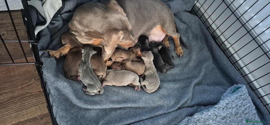 Miniature Dachshund dogs for sale: Miniature dashhounds  - Advert 2