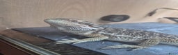 Bearded Dragon reptiles for sale: Bearded Dragon 5 months old - Advert 2