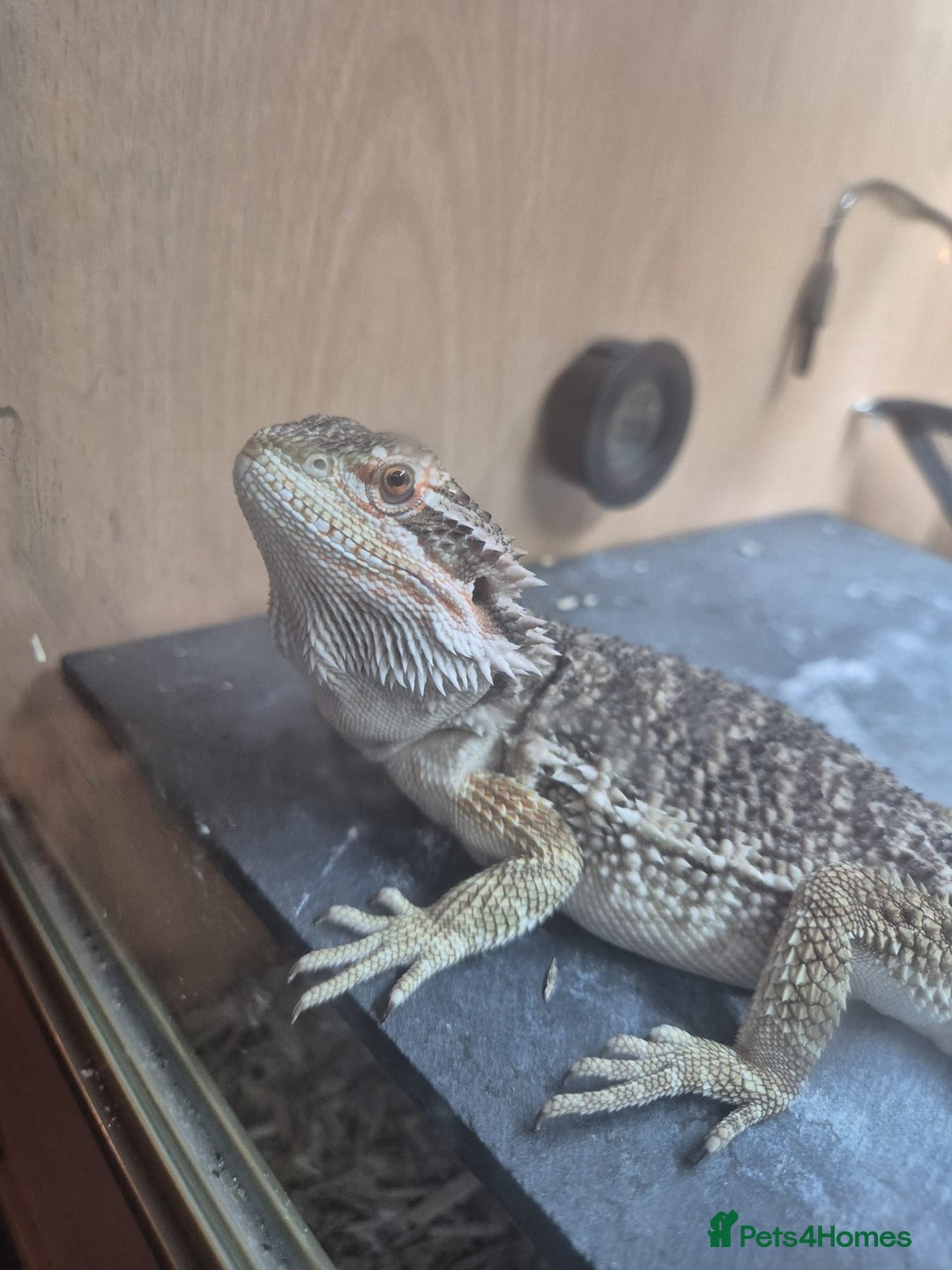 Bearded Dragon reptiles for sale: Bearded Dragon 5 months old - Advert 2