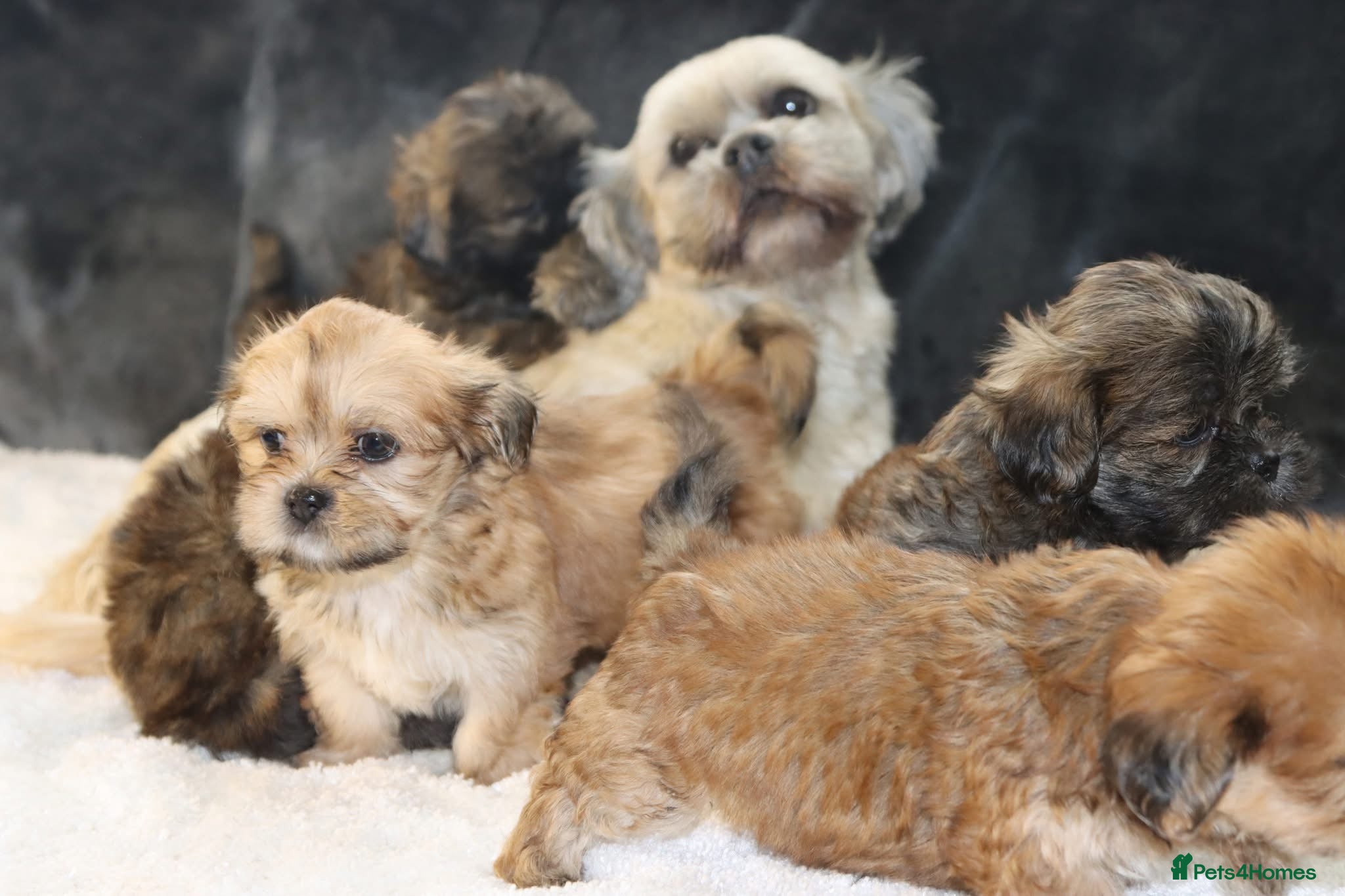 Lhasa Apso dogs 5 beautiful lahsa apso male pups for sale  - Advert 2